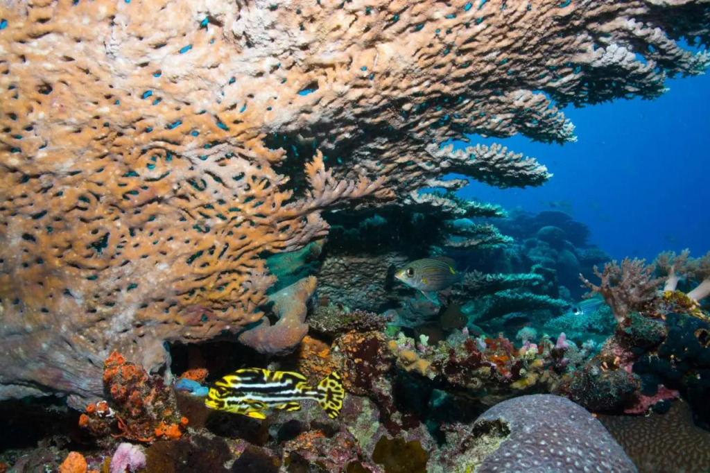 Swahili Divers & Gecko Nature Lodge