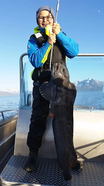 Senja Arctic Lodge AS