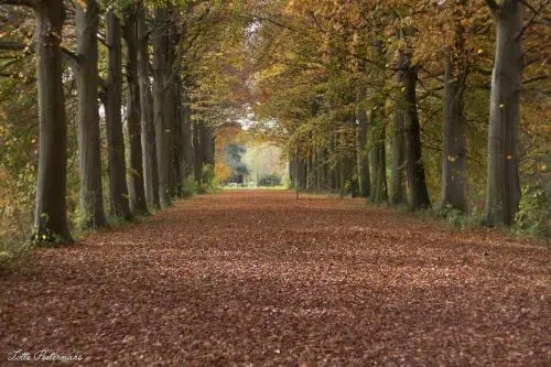 De kleine parel