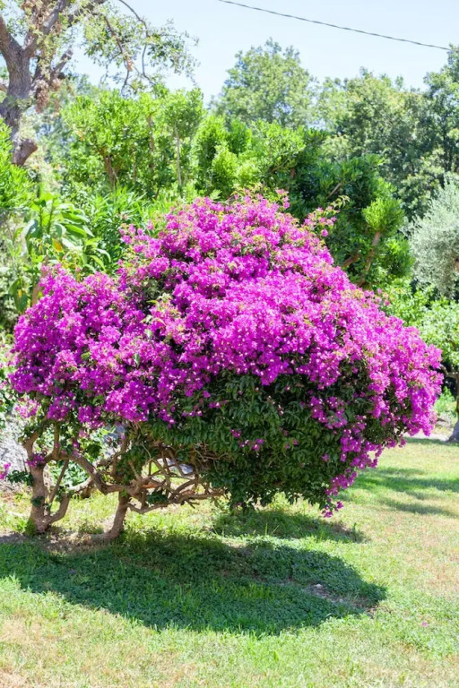 Villa With 4 Bedrooms in Forio, With Wonderful sea View, Private Pool, Enclosed Garden