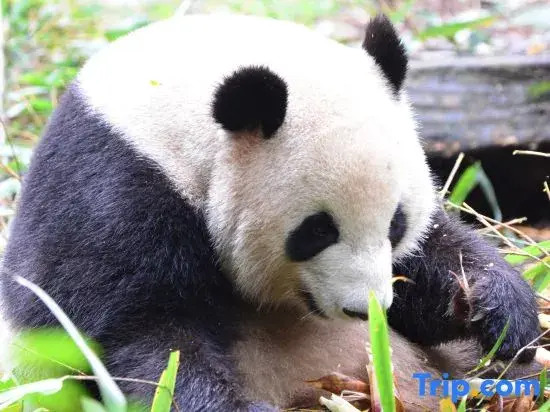Shanqian Xiangwan B&B (Dujiangyan Scenic Area Branch)