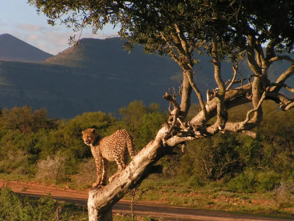 Samara Karoo Lodge