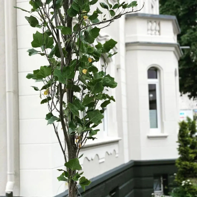 Villa Vecchia