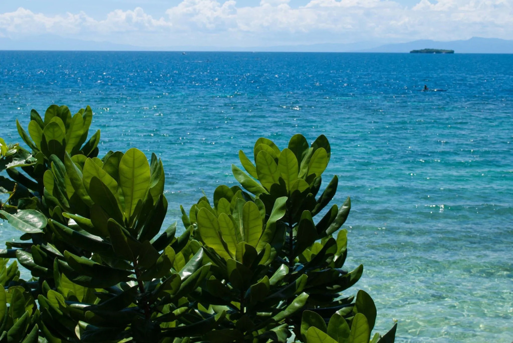 Quo Vadis Dive Resort