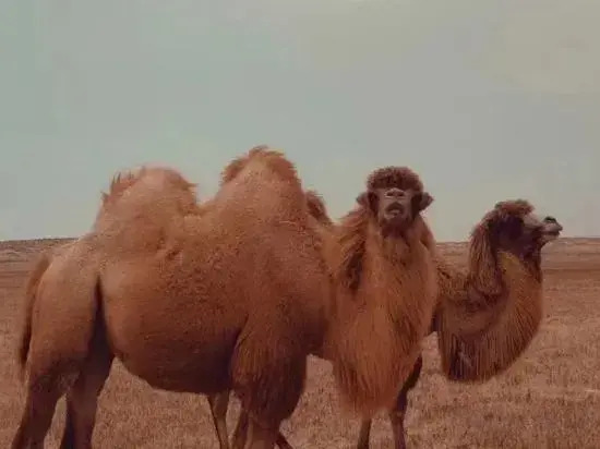 Zhongwei Moshang Fanxing Desert Star Watching Homestay