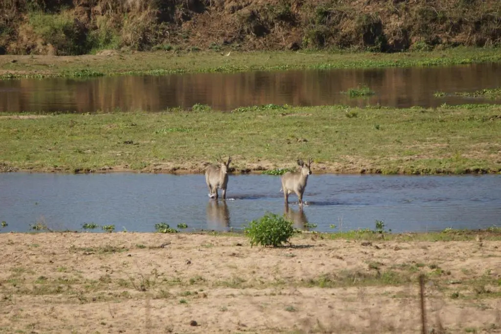 Tau @ Kruger