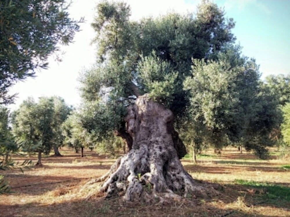 Stunning Quadruple Room in Ancient Masseria Near the sea in a Quiet Olive Trees