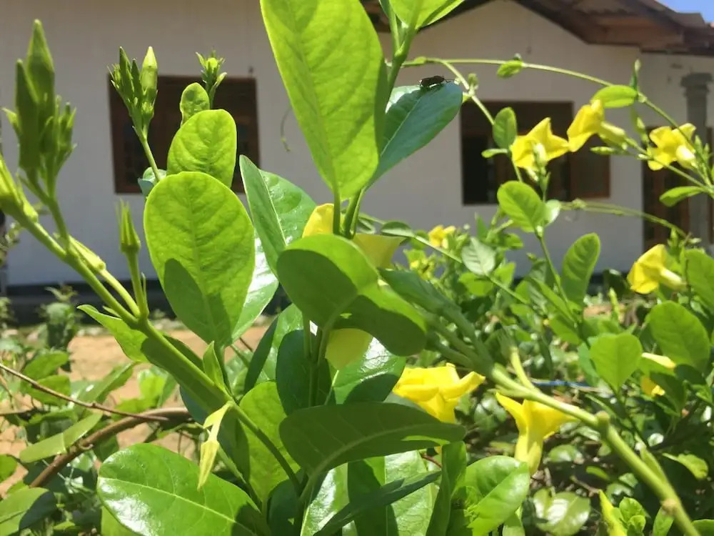 Kalindu Residence
