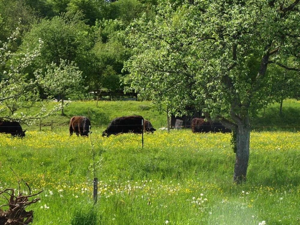 Beim Rinderwirt