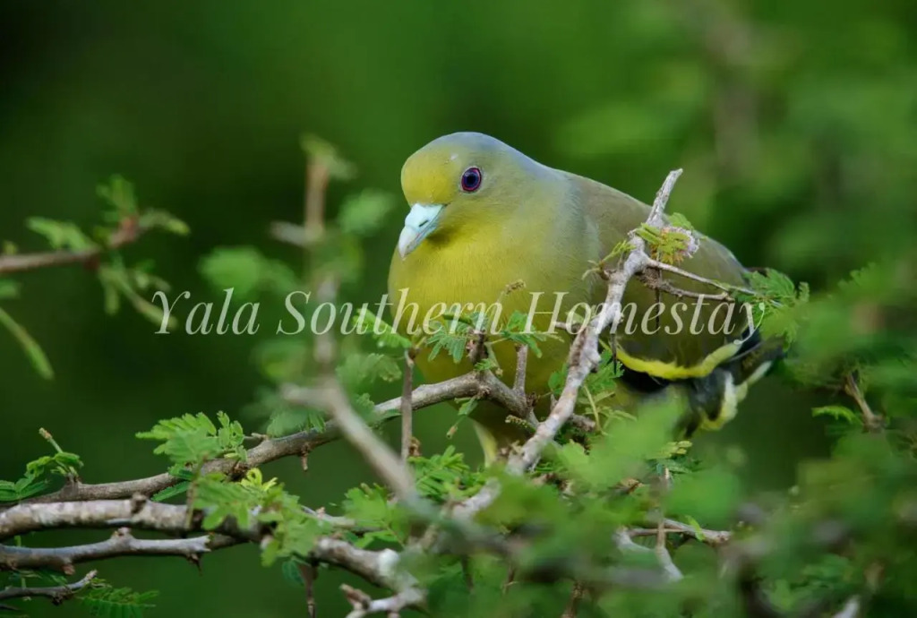 Yala Southern Homestay