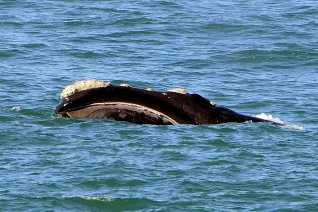 The Whale and Waddler - Unit with a view - and solar energy support