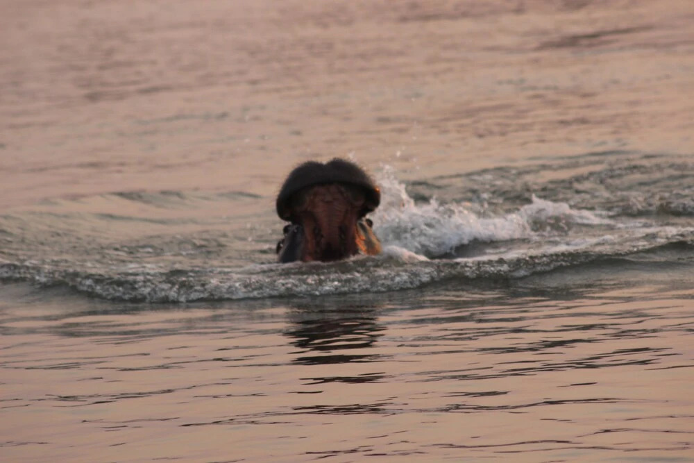 Ndhovu Safari Lodge