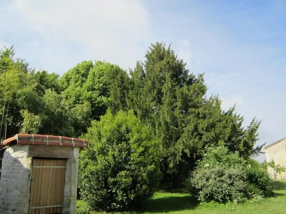 Les Cagouilles