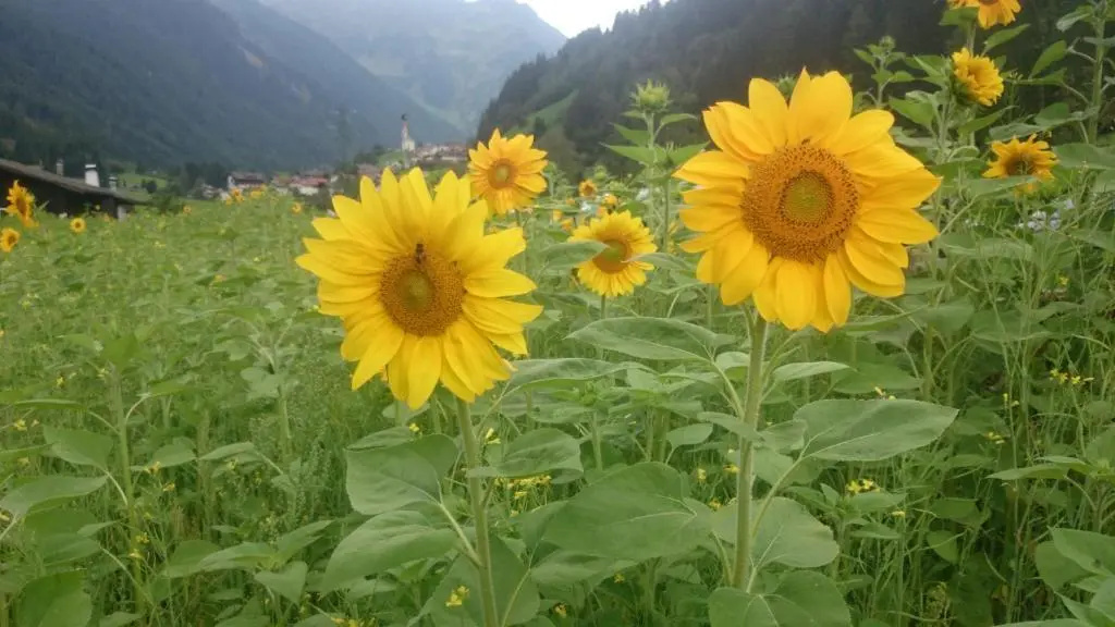 Hotel Garni Angerer