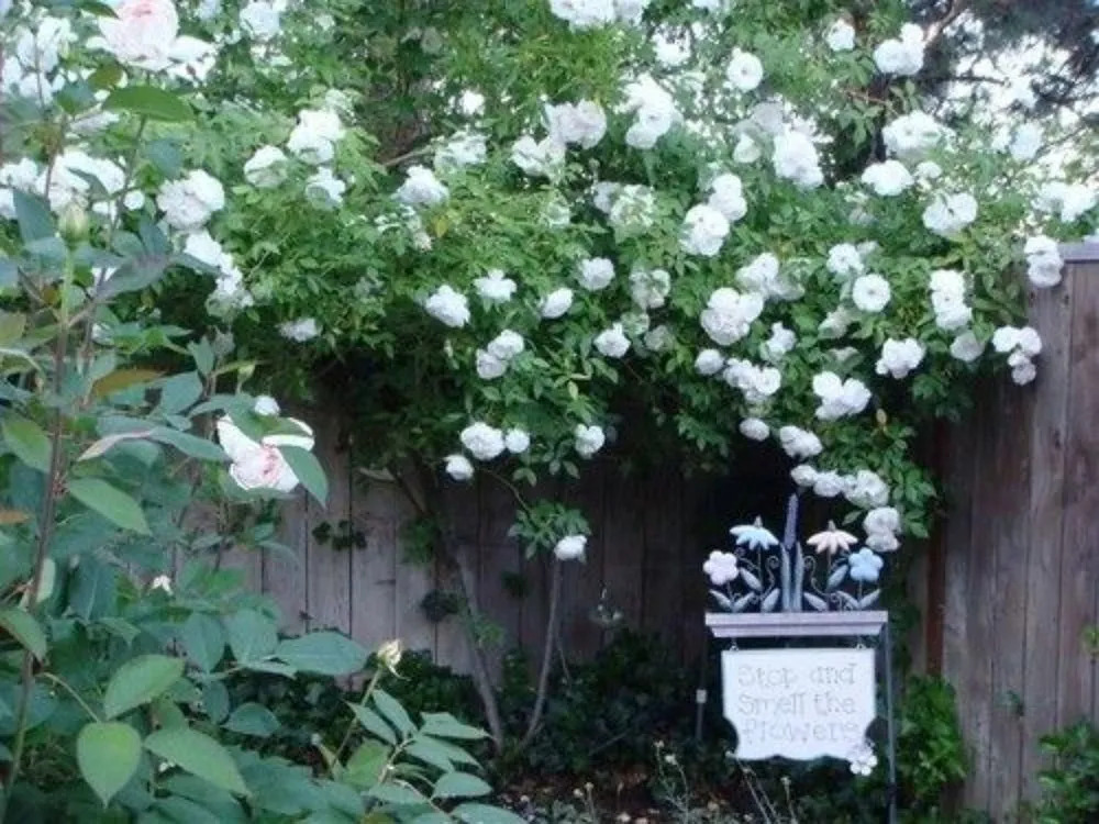 Romeo Inn