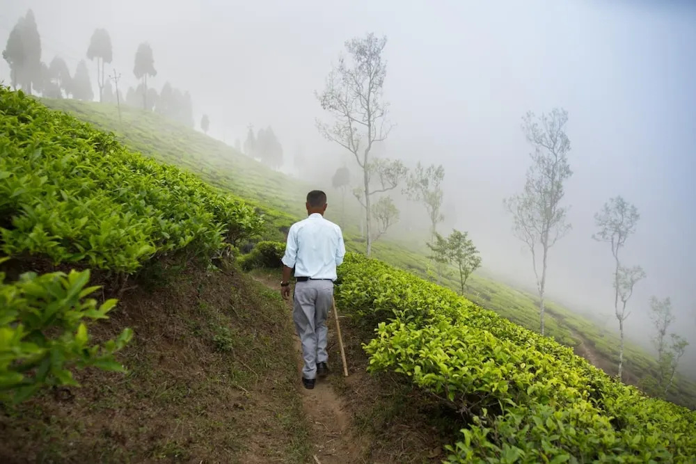 Sourenee Tea Estate & Boutique Resort