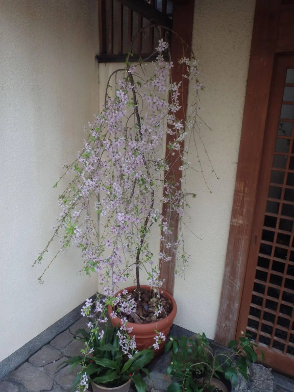 Kamuro An