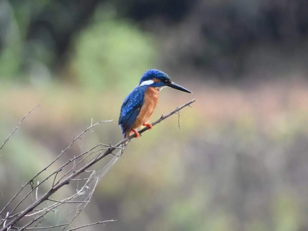 Camp coorg