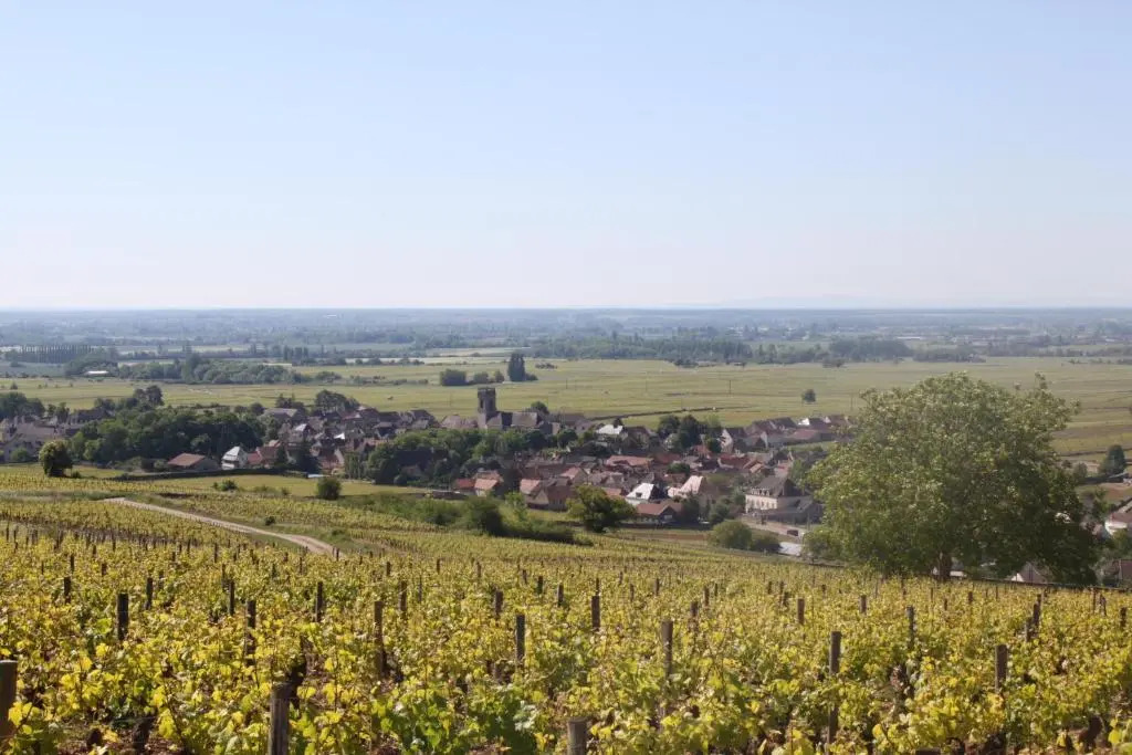 Ces Jours À Pommard