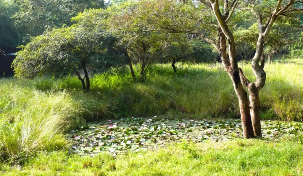 Jungle Hut Resort