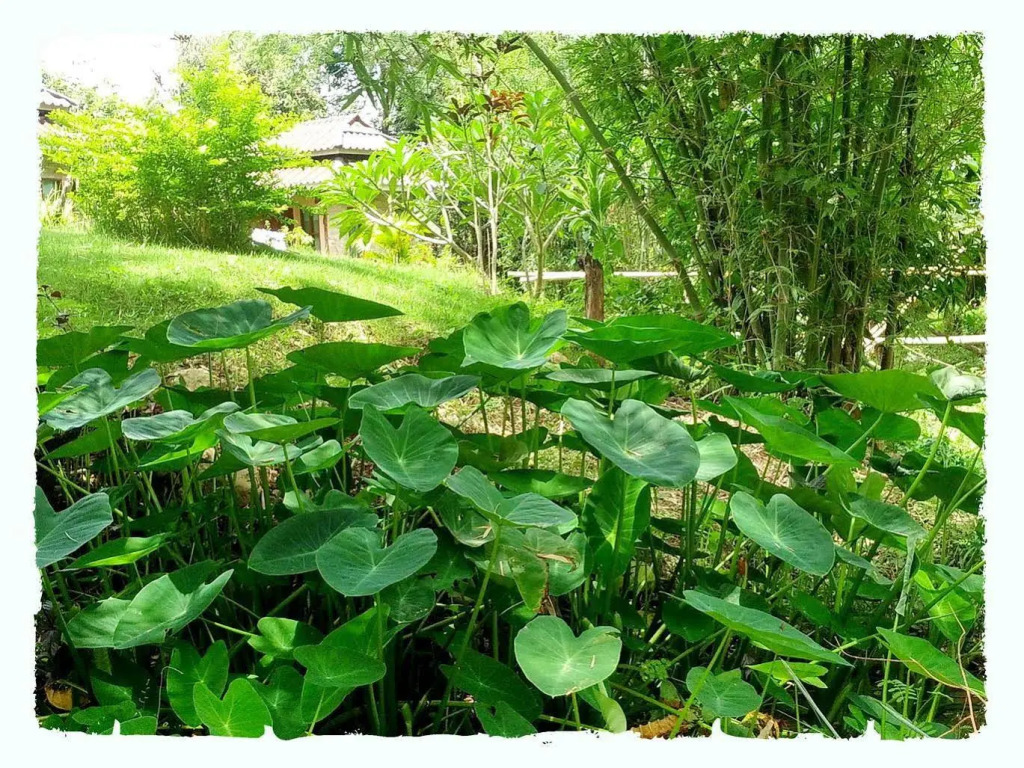 Paivana Resort