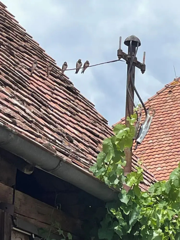 Schlafen im Weinfass