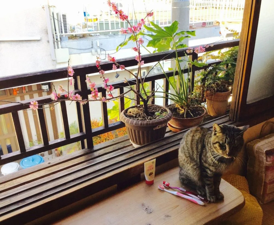 Buddha Guest House