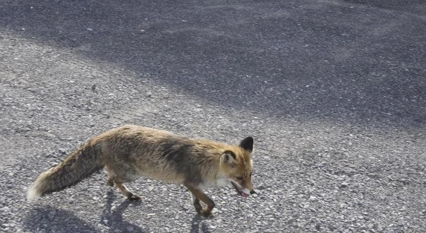 Bärghuus Axalp