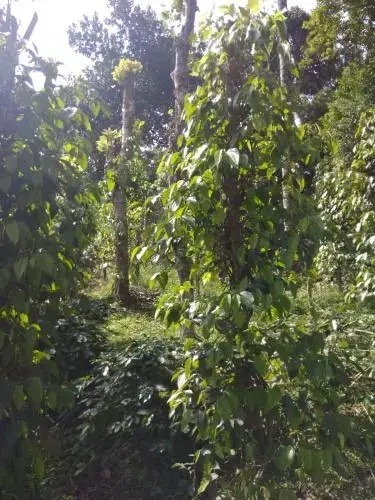 Coffee And Pepper