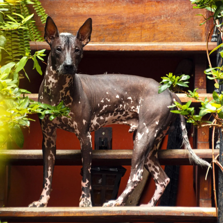 KACLLA, The Healing Dog Hostel