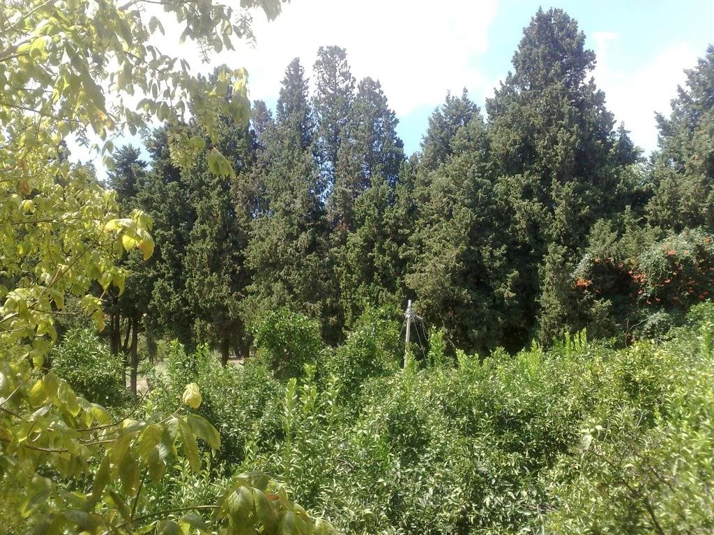 La Calabrisella