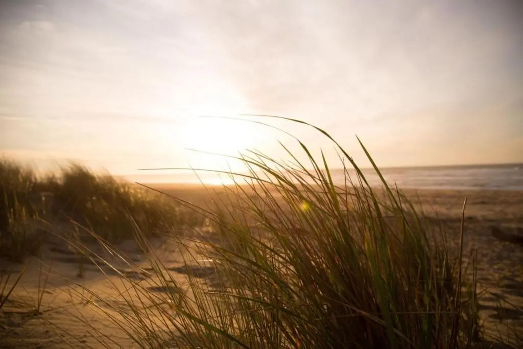 Kleine Nordseewelle ohne Hund