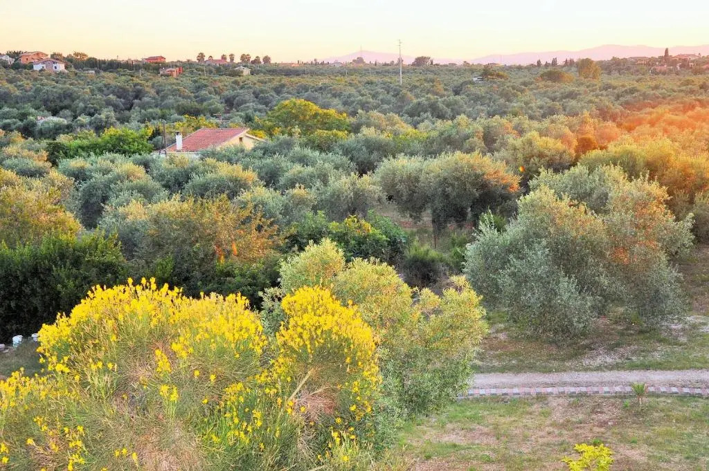 Villaiale