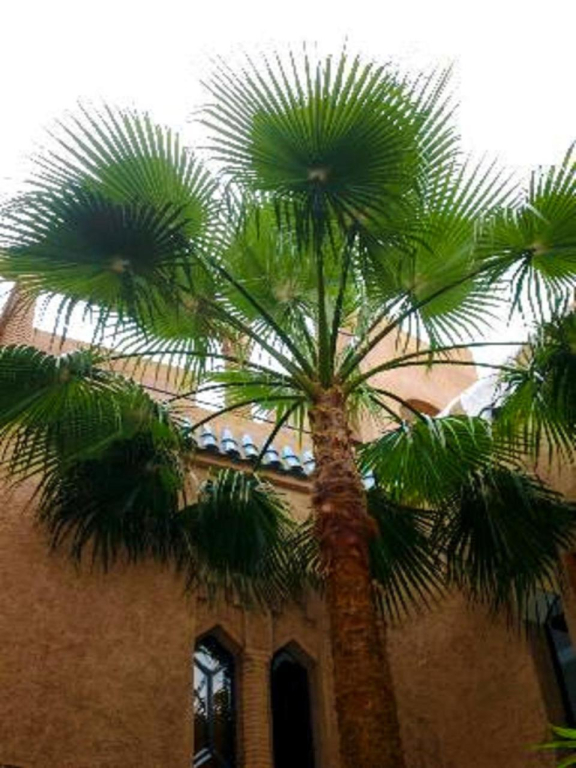 Riad Zahir