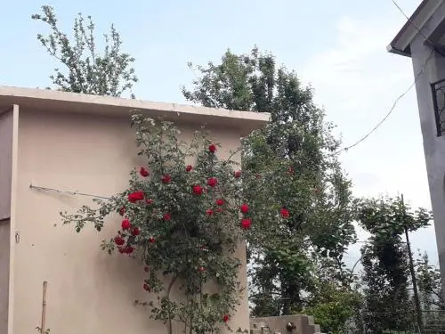 Guesthouse Hospitality