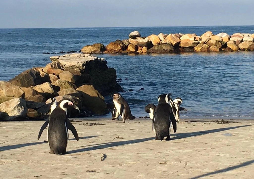 Moonstruck on Pringle Bay Guesthouse