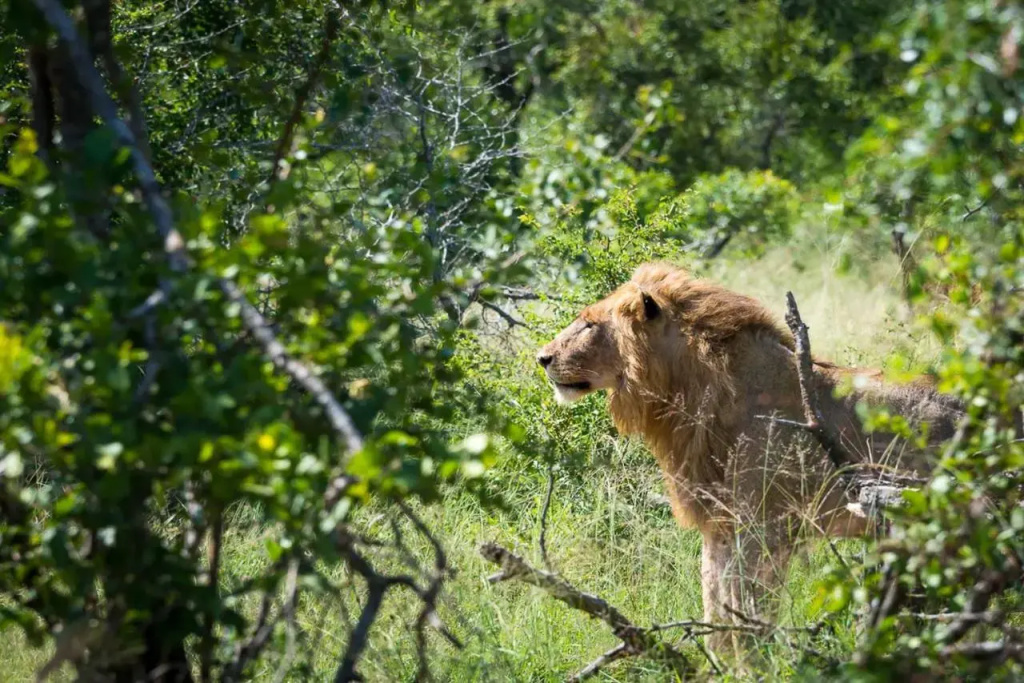 Mjejane Bush Camp by Dream Resorts