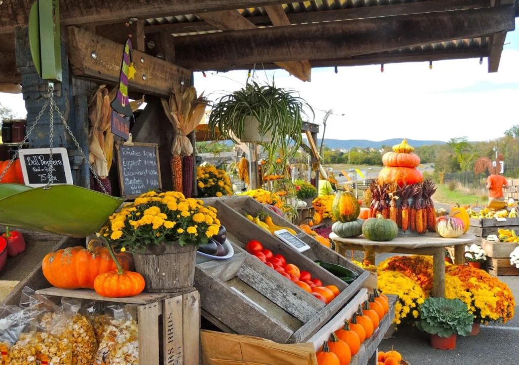 Burnside Organic Farm