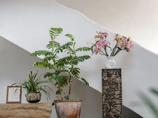 THEPLANTS Aesthetics Homestay.
