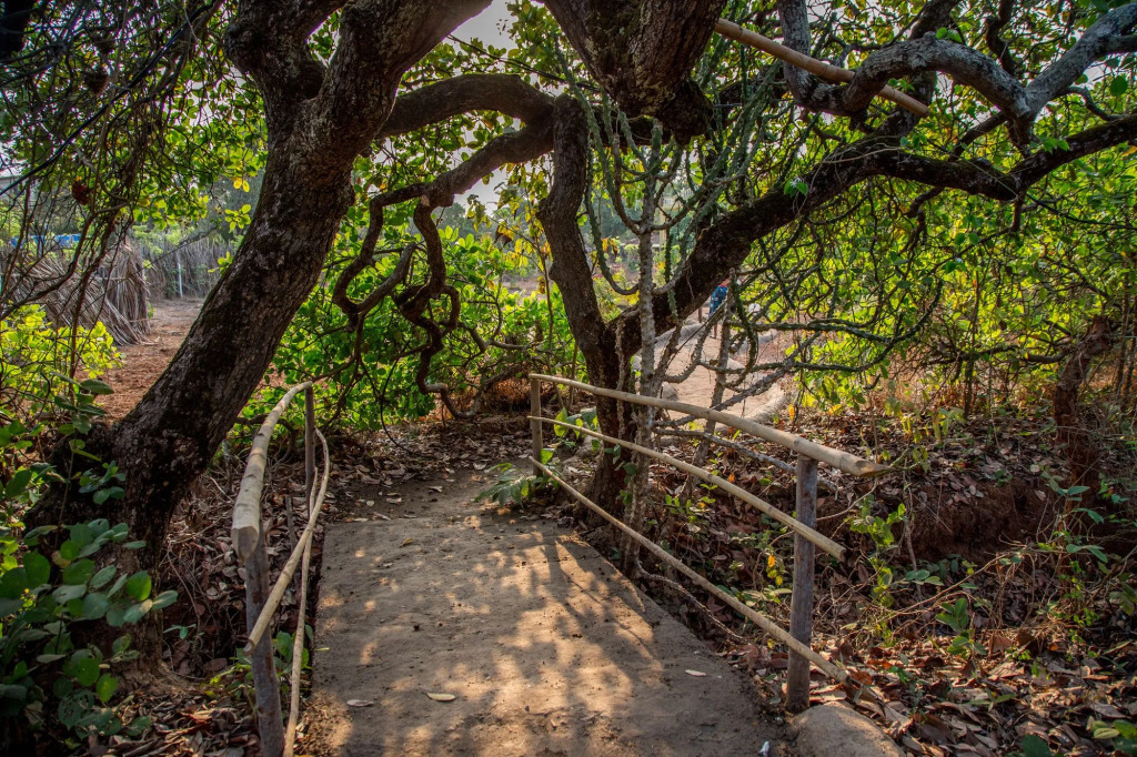 Banyan Tree Yoga