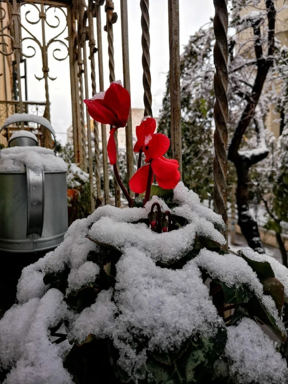 Eccelsoleccese