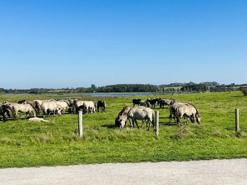Huus Schippe "collund"
