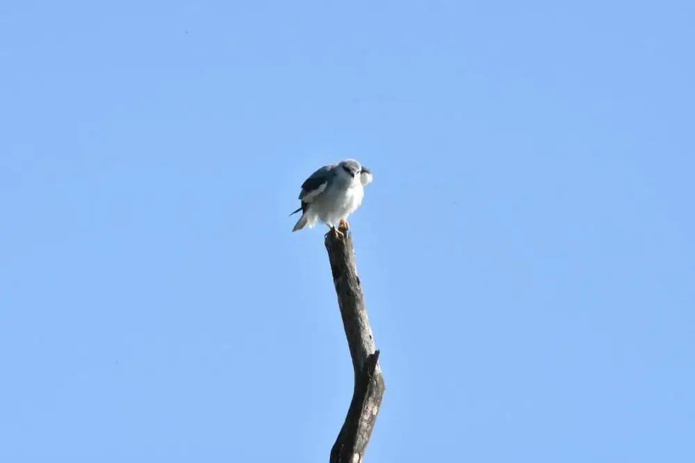 Explorer by Eco Team - Maduru Oya National Park