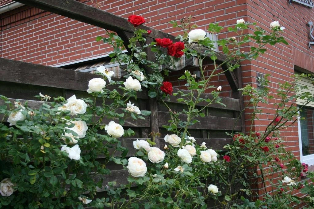 Bed & Breakfast Saras Rosenhof