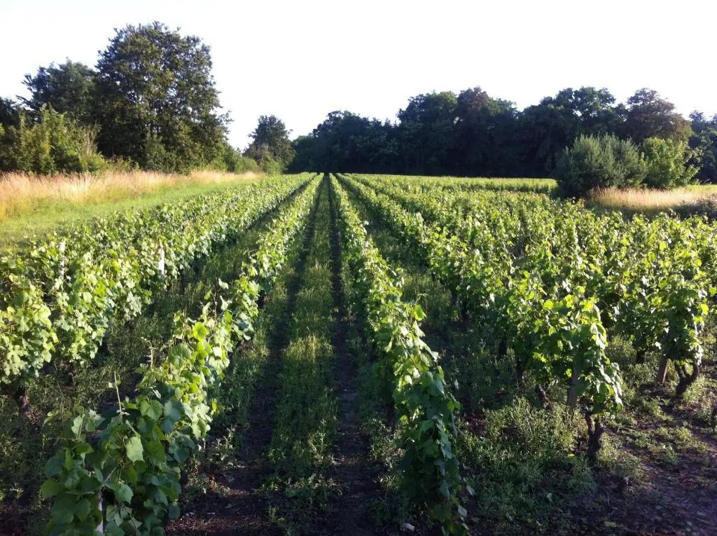 Domaine du Mont des Chênes
