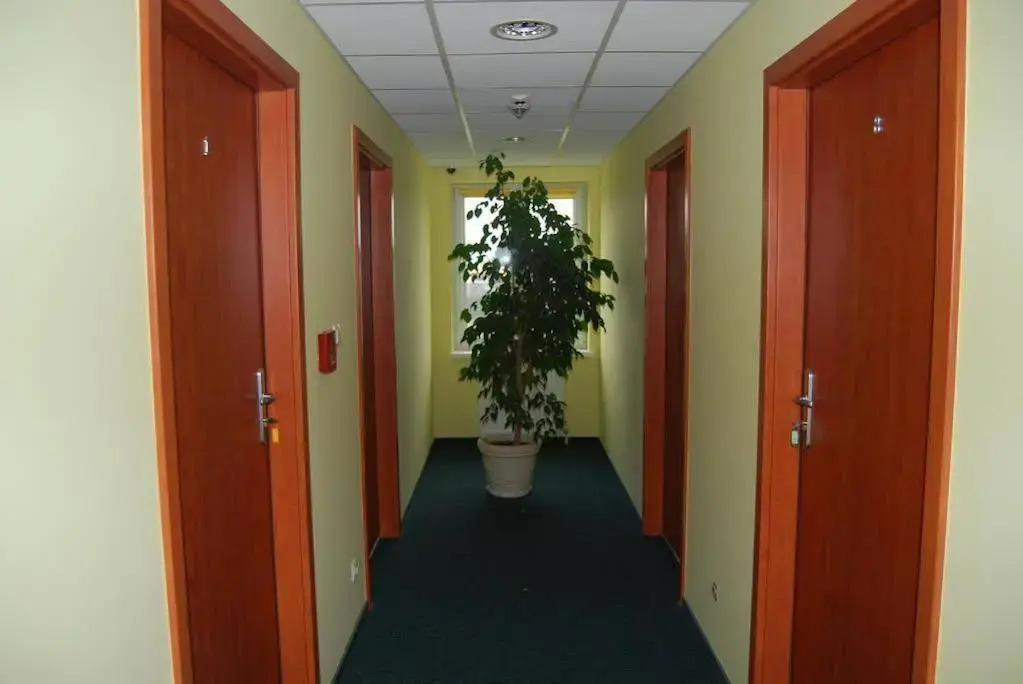 Bluszcz