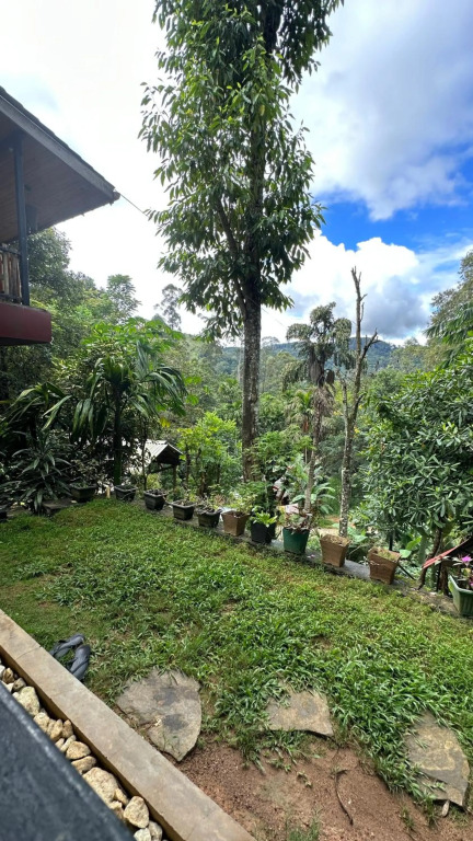 Real View