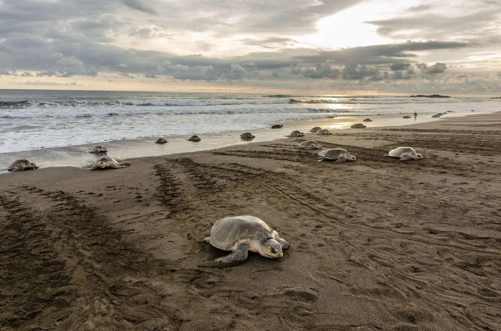 Ostional Turtle Lodge