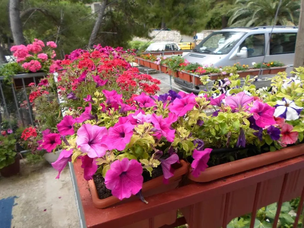 Guest House Sobra
