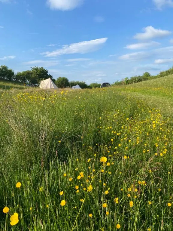 Daisy Bell Tent at Belan Bluebell Woods